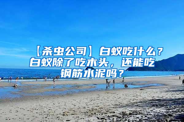 【殺蟲公司】白蟻吃什么？白蟻除了吃木頭，還能吃鋼筋水泥嗎？