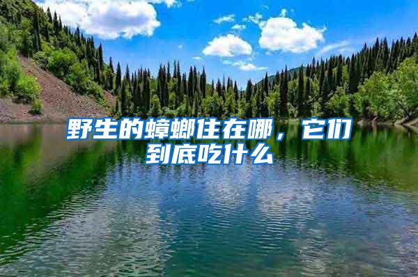 野生的蟑螂住在哪，它們到底吃什么