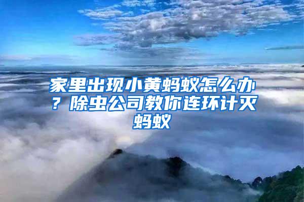 家里出現(xiàn)小黃螞蟻怎么辦？除蟲公司教你連環(huán)計(jì)滅螞蟻