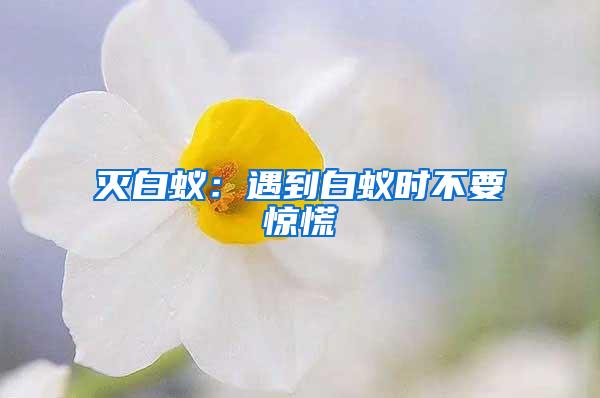 滅白蟻：遇到白蟻時(shí)不要驚慌