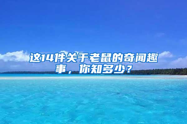 這14件關(guān)于老鼠的奇聞趣事，你知多少？