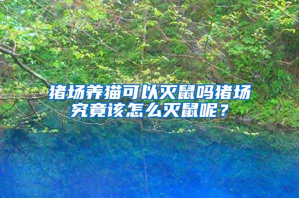 豬場養(yǎng)貓可以滅鼠嗎豬場究竟該怎么滅鼠呢？