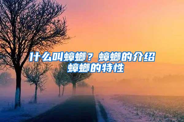 什么叫蟑螂？蟑螂的介紹 蟑螂的特性