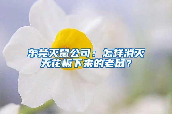 東莞滅鼠公司：怎樣消滅天花板下來(lái)的老鼠？