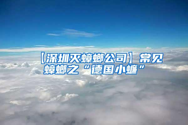 【深圳滅蟑螂公司】常見蟑螂之“德國(guó)小蠊”