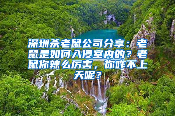 深圳殺老鼠公司分享：老鼠是如何入侵室內(nèi)的？老鼠你辣么厲害，你咋不上天呢？