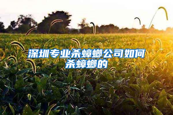 深圳專業(yè)殺蟑螂公司如何殺蟑螂的