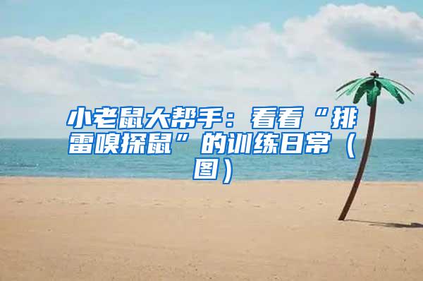 小老鼠大幫手：看看“排雷嗅探鼠”的訓練日常（圖）