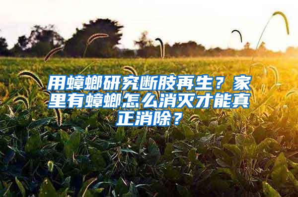 用蟑螂研究斷肢再生？家里有蟑螂怎么消滅才能真正消除？