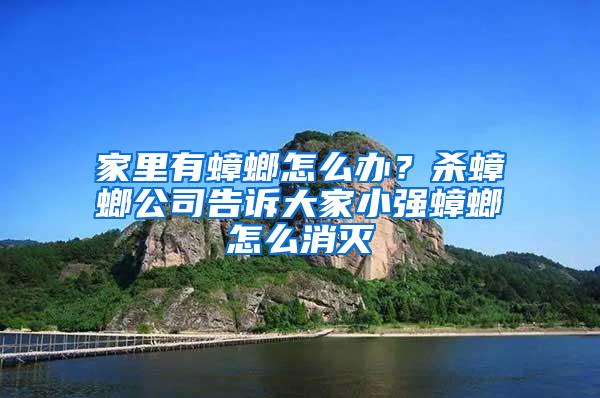 家里有蟑螂怎么辦？殺蟑螂公司告訴大家小強蟑螂怎么消滅