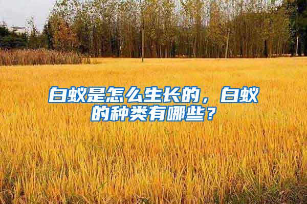 白蟻是怎么生長(zhǎng)的，白蟻的種類有哪些？