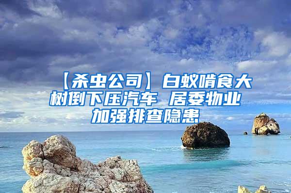 【殺蟲公司】白蟻啃食大樹倒下壓汽車 居委物業(yè)加強排查隱患