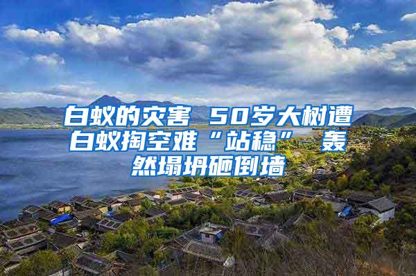 白蟻的災(zāi)害 50歲大樹遭白蟻掏空難“站穩(wěn)” 轟然塌坍砸倒墻