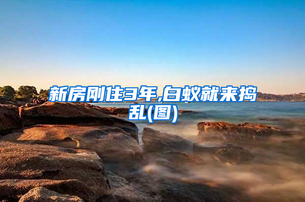 新房剛住3年,白蟻就來搗亂(圖)