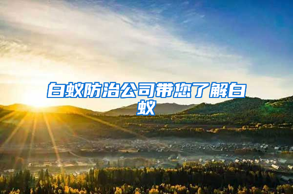 白蟻防治公司帶您了解白蟻